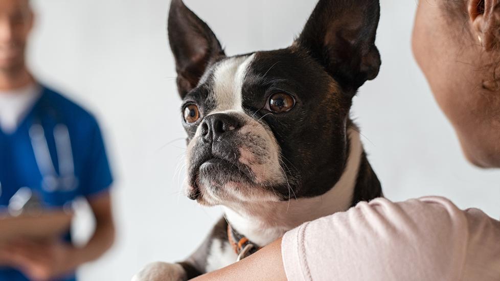 histiocytomas in dogs: boston terrier at the vet